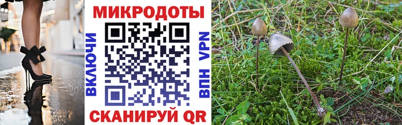 мега как войти  Александровское  Псилоцибиновые грибы Psilocybine cubensis 